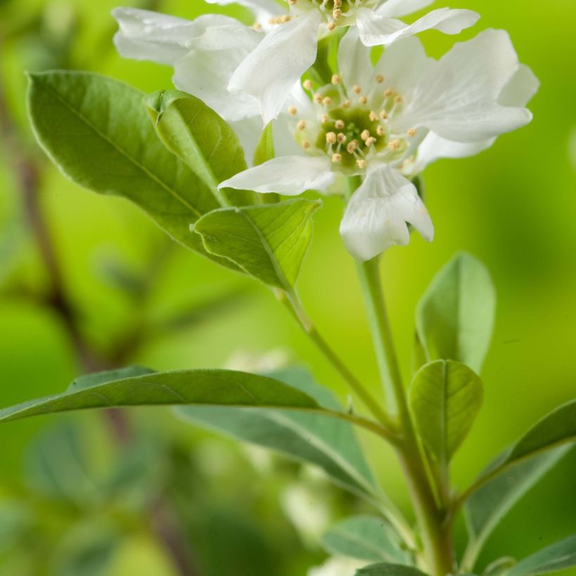 Prunkspiere Niagara - Exochorda racemosa (Foliage)