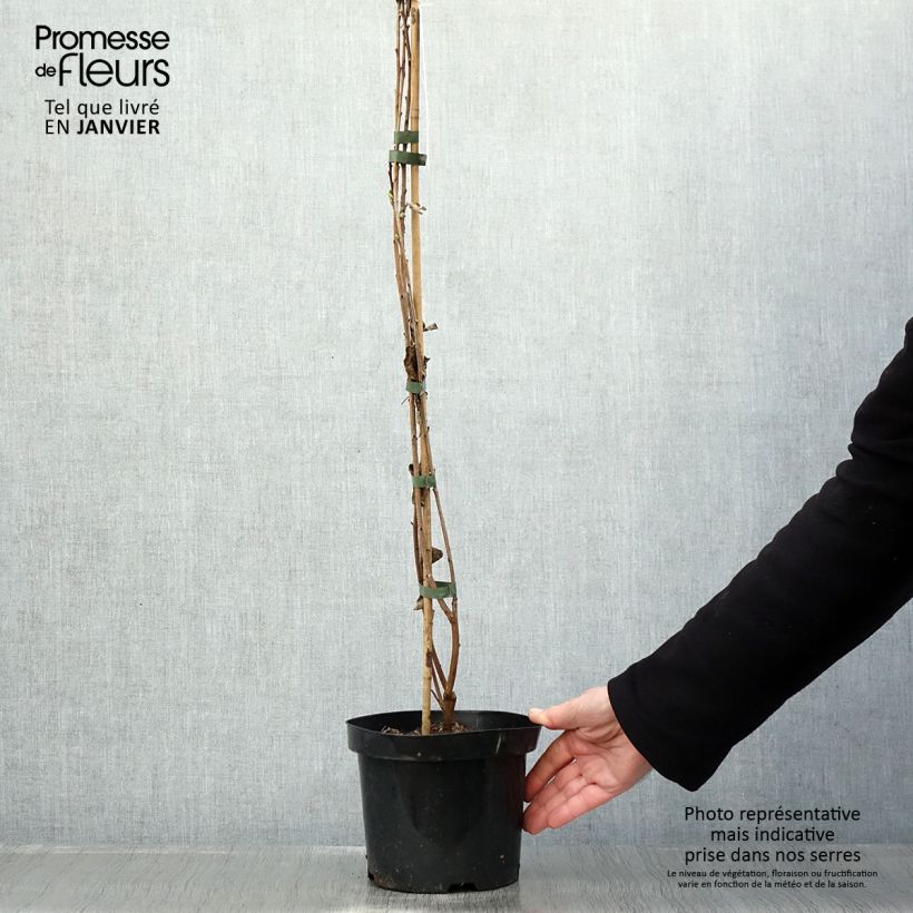 Exemplar von Prunkspiere Niagara - Exochorda racemosa Topf mit 3L/4L wie im Winter geliefert