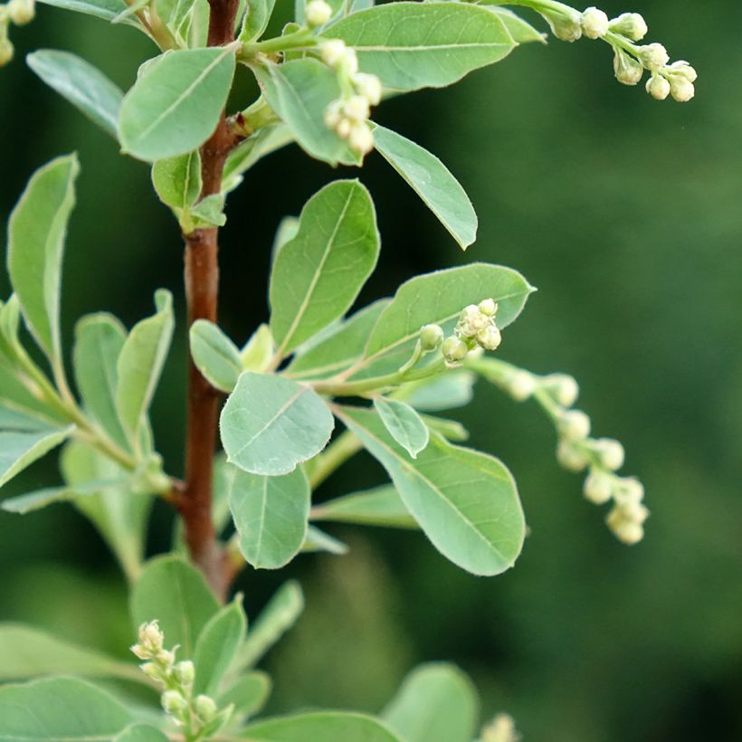 Prunkspiere Snow Mountain - Exochorda racemosa (Foliage)