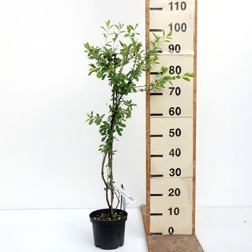 Exemplar von Prunkspiere Snow Mountain - Exochorda racemosa Topf mit 3L/4L wie im Frühjahr geliefert