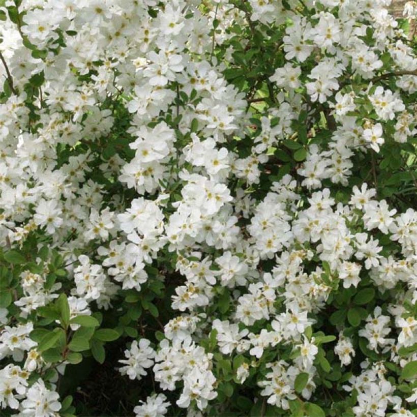 Prunkspiere The Bride - Exochorda macrantha (Flowering)