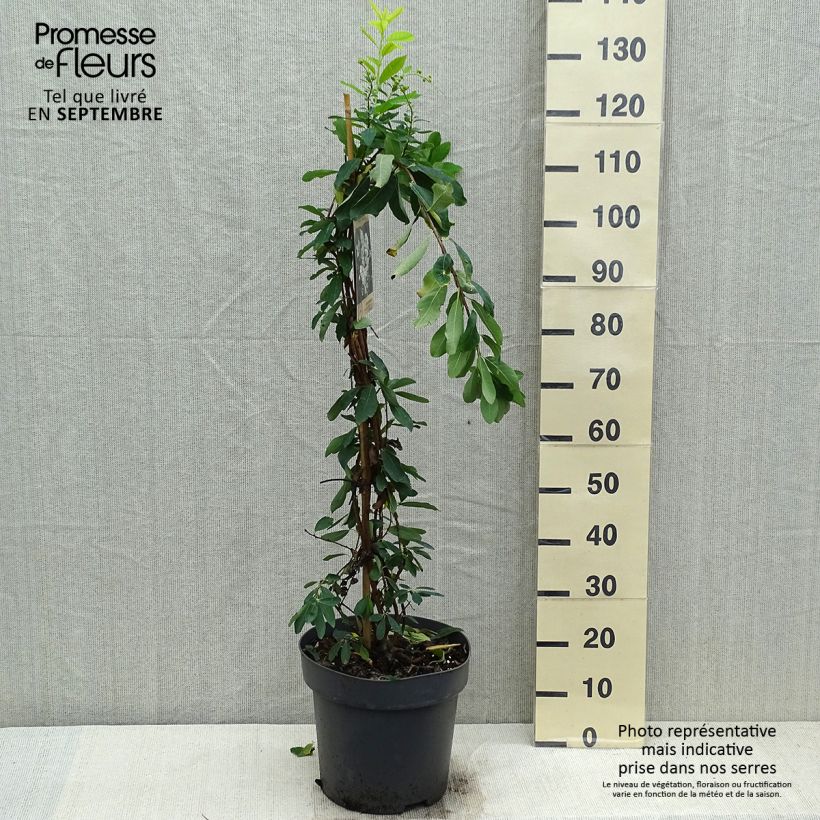 Example of Prunkspiere The Bride - Exochorda macrantha Topf mit 12L/15L as you get in automne