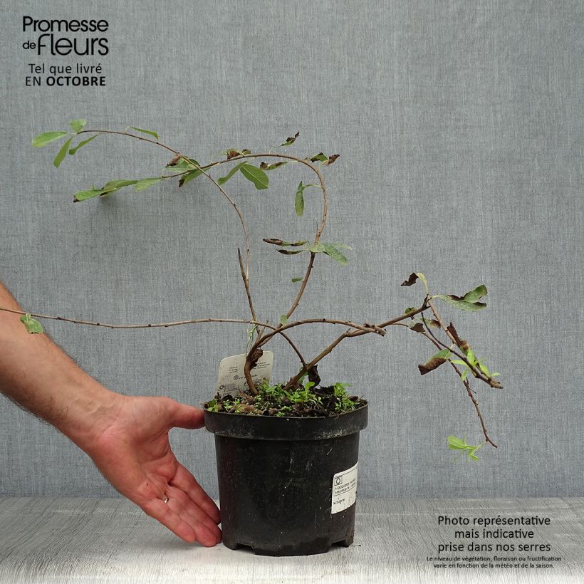 Example of Prunkspiere The Bride - Exochorda macrantha Topf mit 2L/3L as you get in automne