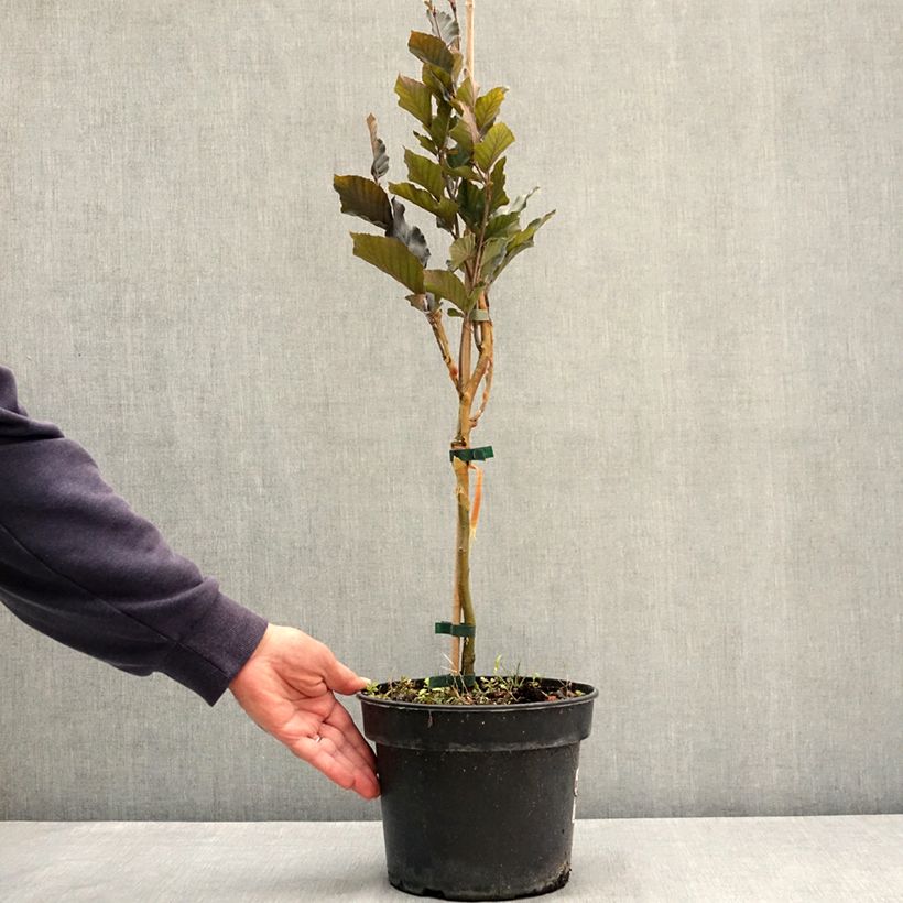 Exemplar von Rotbuche Anny's Red Pillar - Fagus sylvatica Topf mit 4L/5L wie im Sommer geliefert