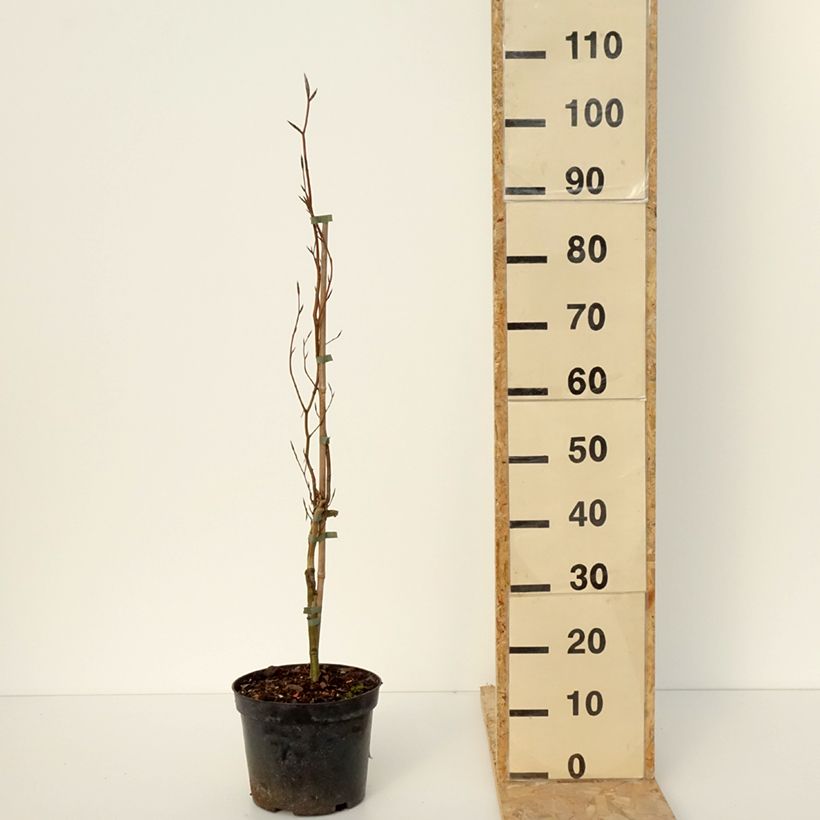 Example of Rotbuche Anny's Red Pillar - Fagus sylvatica Topf mit 4L/5L as you get in hiver