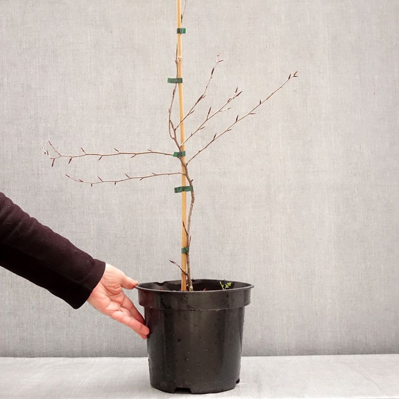 Exemplar von Rotbuche Ansorgei - Fagus sylvatica Topf mit 7,5L/10L wie im Winter geliefert