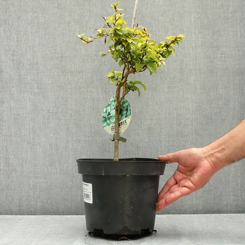 Exemplar von Rotbuche Asterix - Fagus sylvatica Topf mit 4L/5L wie im Sommer geliefert
