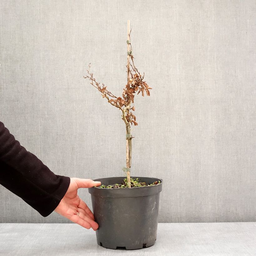 Example of Rotbuche Asterix - Fagus sylvatica Topf mit 4L/5L as you get in hiver