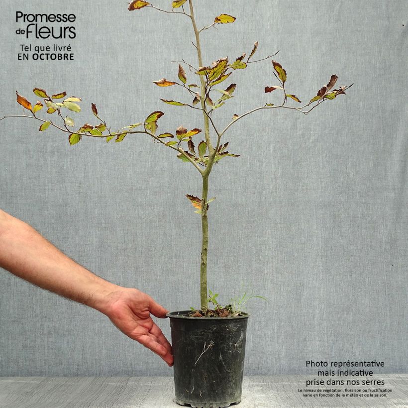 Example of Rotbuche Atropurpurea - Fagus sylvatica Topf mit 2L/3L as you get in automne