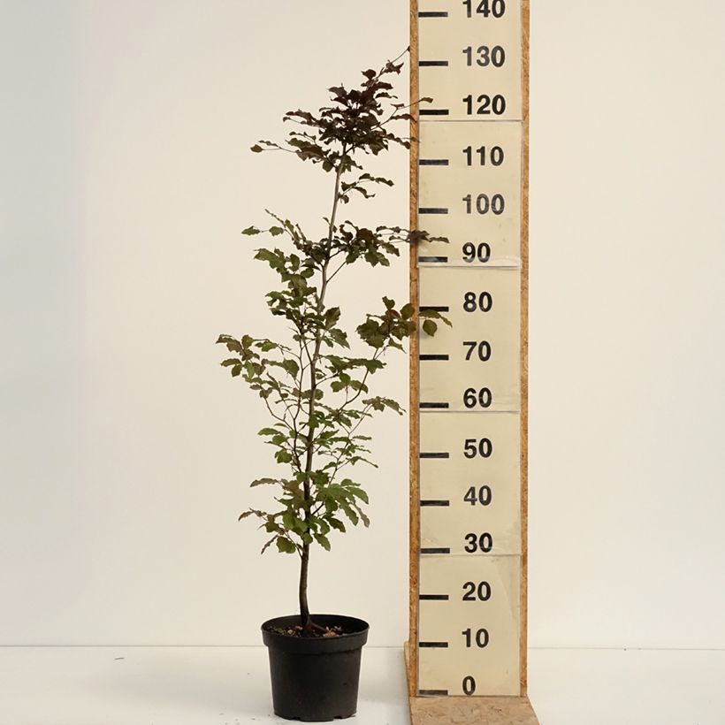 Exemplar von Rotbuche Atropurpurea - Fagus sylvatica Topf mit 4L/5L wie im Sommer geliefert