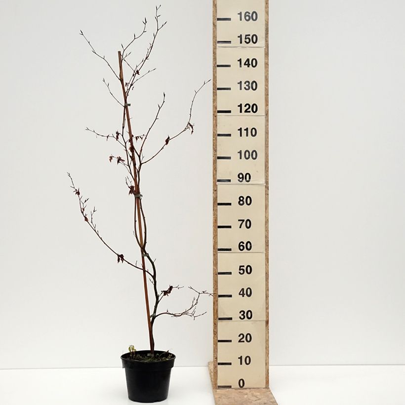 Example of Rotbuche Brathay's Purple - Fagus sylvatica Topf mit 4L/5L as you get in hiver