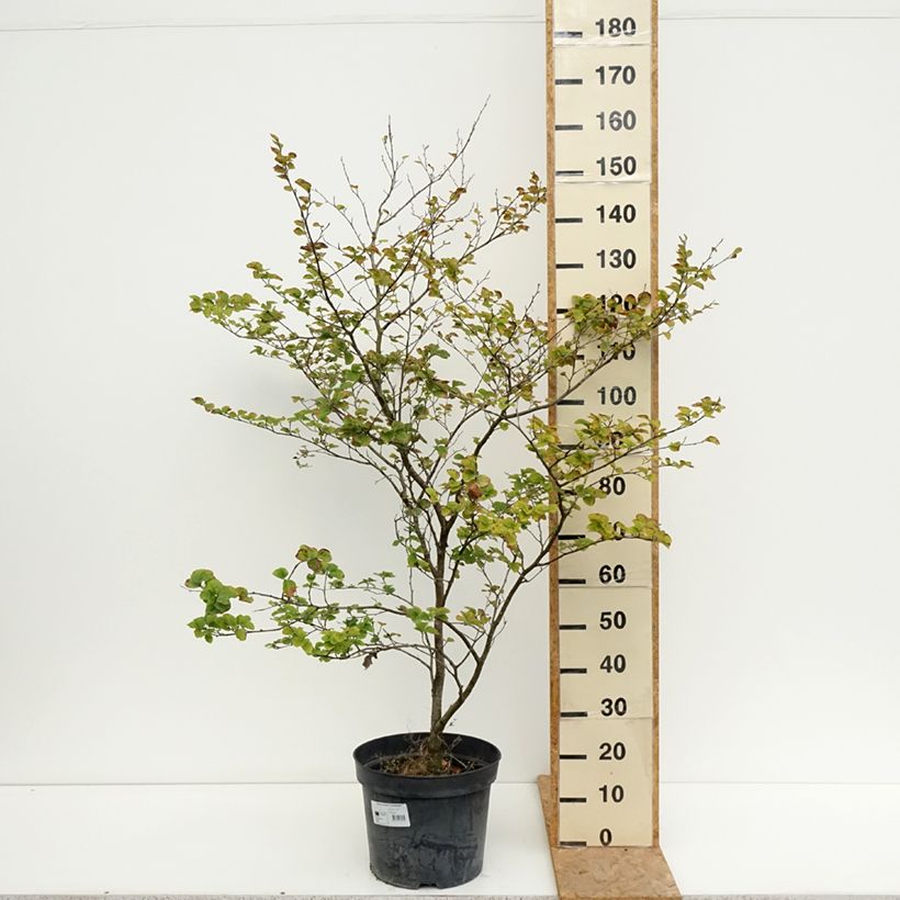Example of Rotbuche Cockleshell - Fagus sylvatica Topf mit 12L/15L as you get in ete
