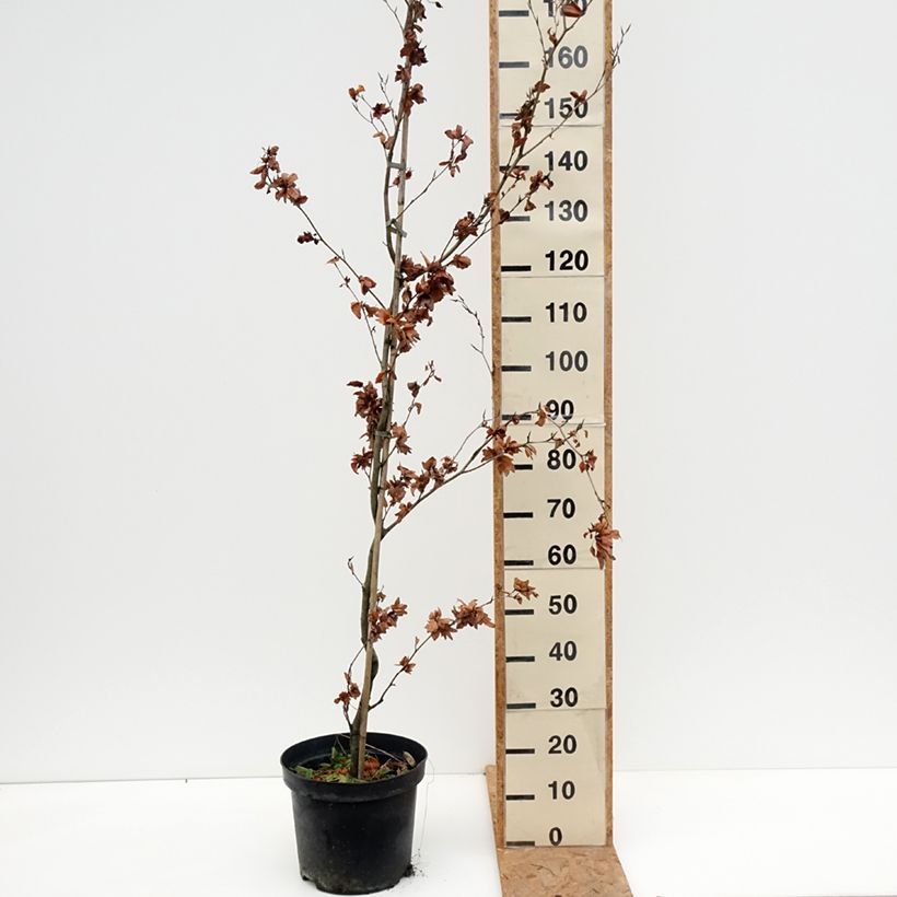 Exemplar von Rotbuche Cristata - Fagus sylvatica Topf mit 7,5L/10L wie im Herbst geliefert