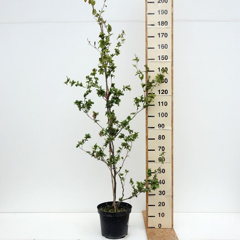 Example of Rotbuche Cristata - Fagus sylvatica Topf mit 7,5L/10L as you get in ete