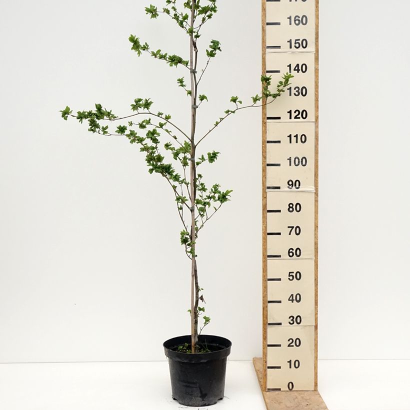 Exemplar von Rotbuche Cristata - Fagus sylvatica Topf mit 7,5L/10L wie im Frühjahr geliefert