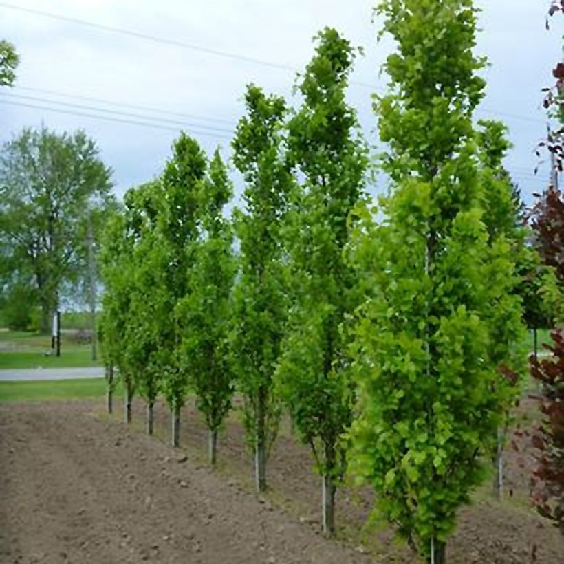 Rotbuche Dawyck - Fagus sylvatica (Foliage)