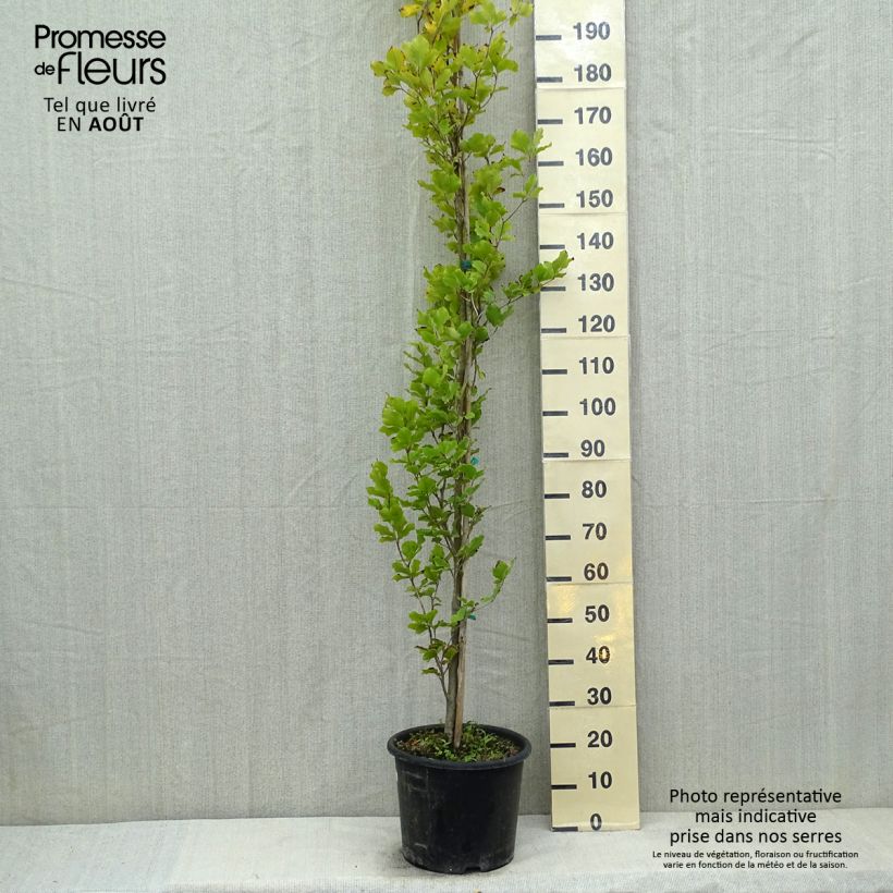 Example of Rotbuche Dawyck Gold - Fagus sylvatica Topf mit 7,5L/10L as you get in ete