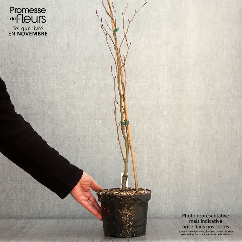 Example of Rotbuche Dawyck Gold - Fagus sylvatica Topf mit 2L/3L as you get in automne