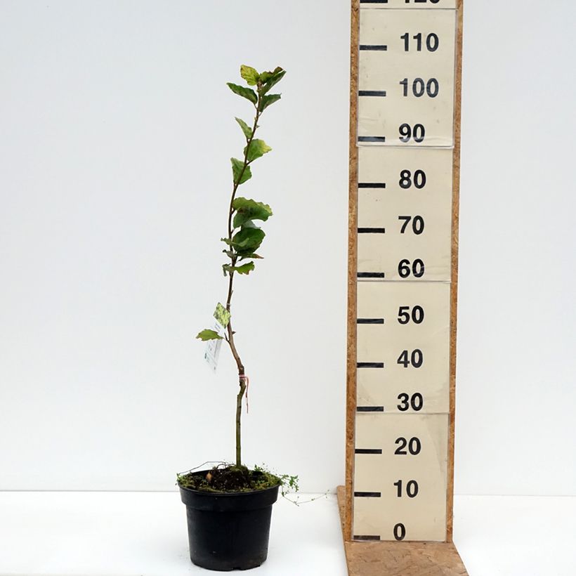 Exemplar von Rotbuche Dawyck Gold - Fagus sylvatica Topf mit 4L/5L wie im Herbst geliefert