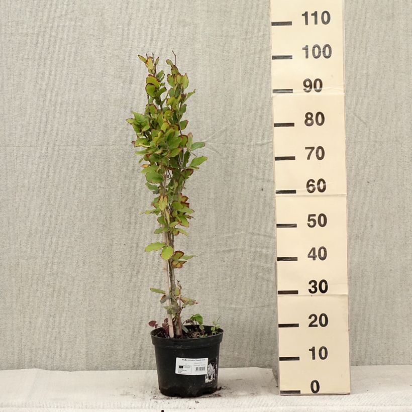 Example of Rotbuche Dawyck Gold - Fagus sylvatica Topf mit 4L/5L as you get in ete