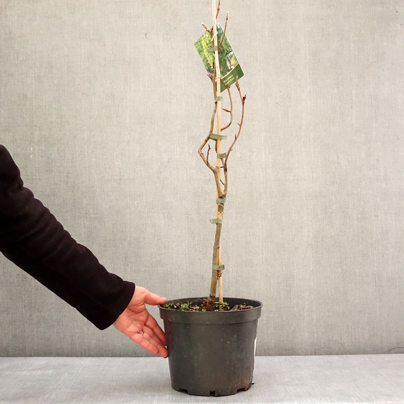 Exemplar von Rotbuche Dawyck Gold - Fagus sylvatica Topf mit 4L/5L wie im Winter geliefert