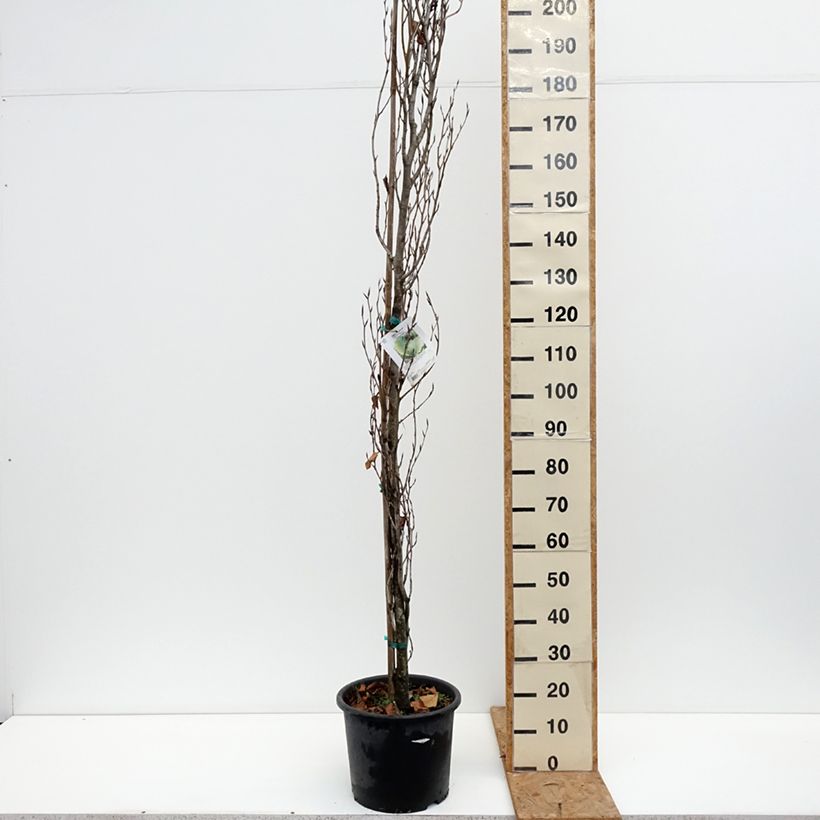 Exemplar von Rotbuche Dawyck Gold - Fagus sylvatica Topf mit 7,5L/10L wie im Herbst geliefert