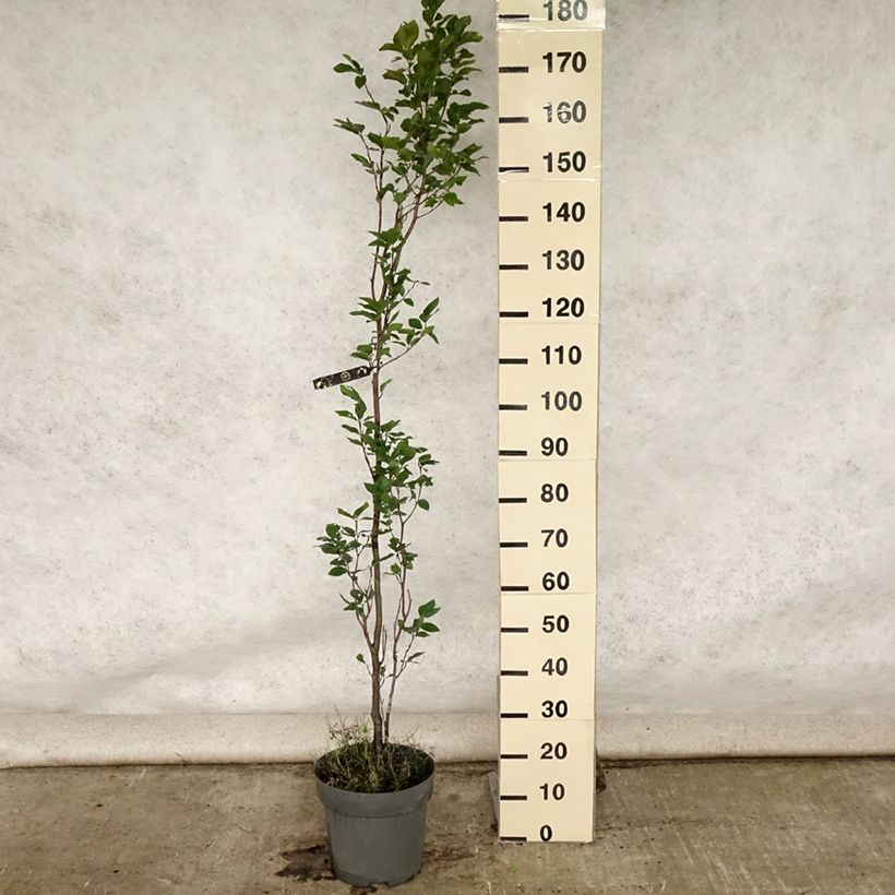 Example of Rotbuche Dawyck - Fagus sylvatica Topf mit 4L/5L as you get in ete