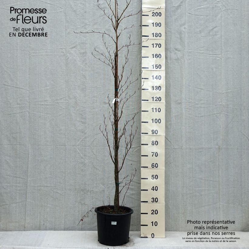 Exemplar von Rotbuche Dawyck Purple - Fagus sylvatica Topf mit 12L/15L wie im Winter geliefert