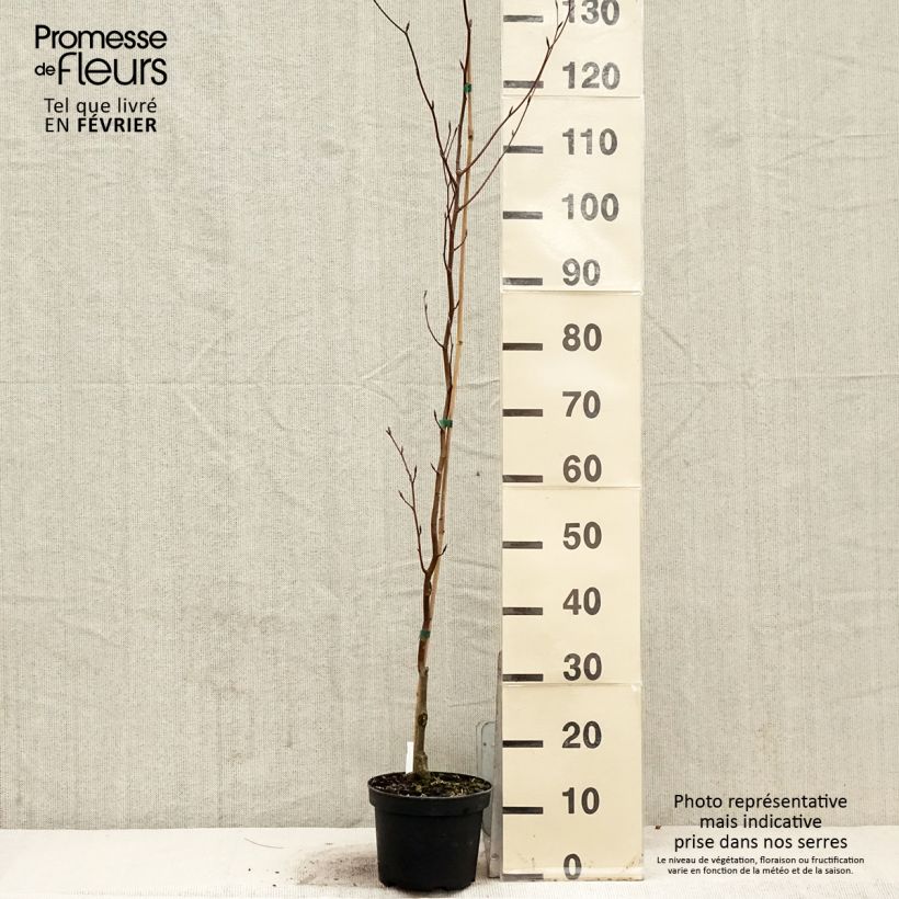 Exemplar von Rotbuche Dawyck Purple - Fagus sylvatica Topf mit 2L/3L wie im Winter geliefert