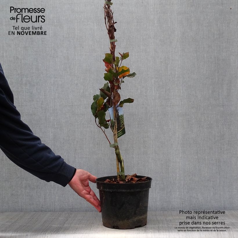 Example of Rotbuche Dawyck Purple - Fagus sylvatica Topf mit 4L/5L as you get in automne