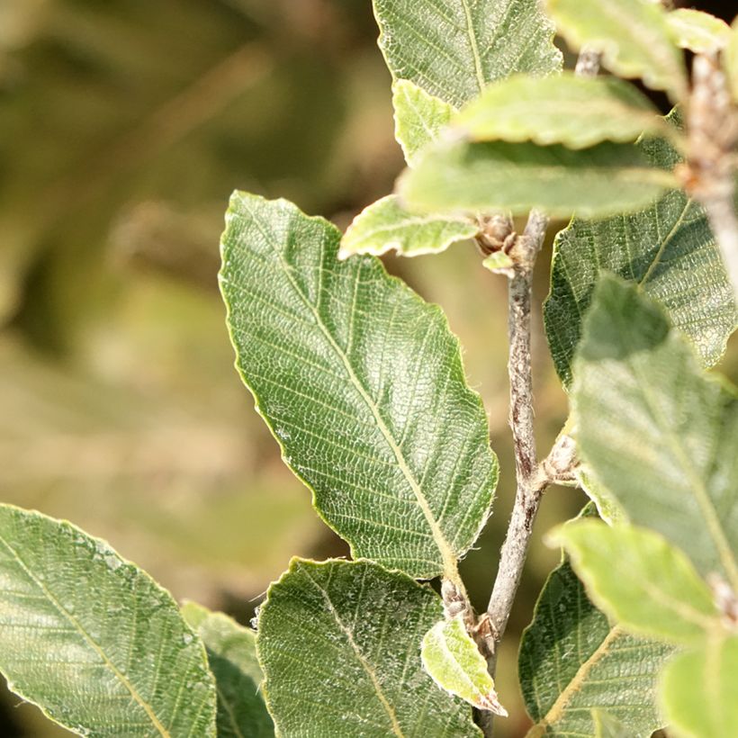 Rotbuche Felderbach - Fagus sylvatica (Foliage)