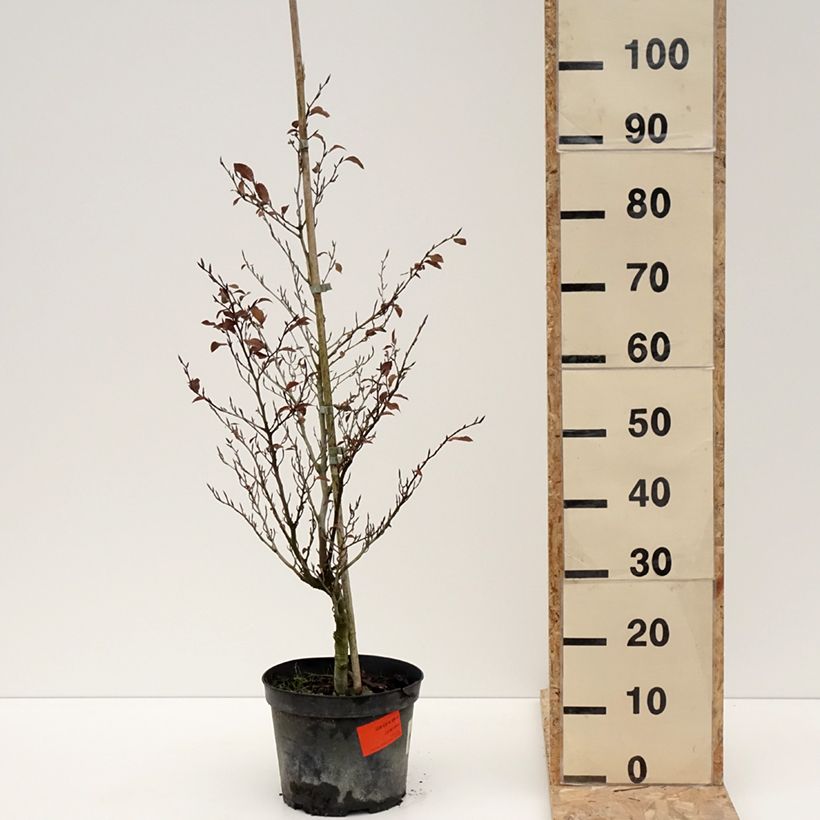 Exemplar von Rotbuche Felderbach - Fagus sylvatica Topf mit 4L/5L wie im Winter geliefert