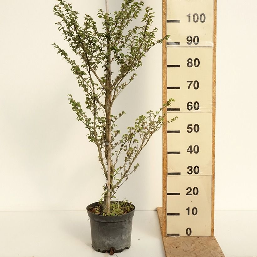 Example of Rotbuche Felderbach - Fagus sylvatica Topf mit 4L/5L as you get in ete
