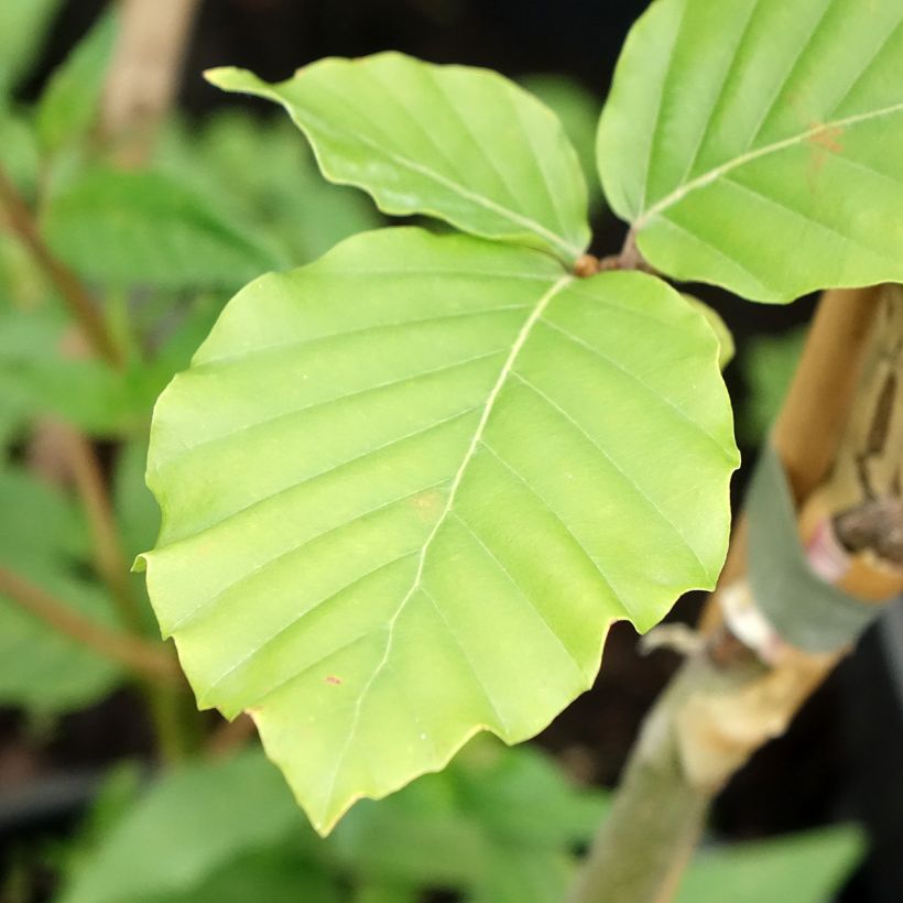 Rotbuche Franken - Fagus sylvatica (Foliage)