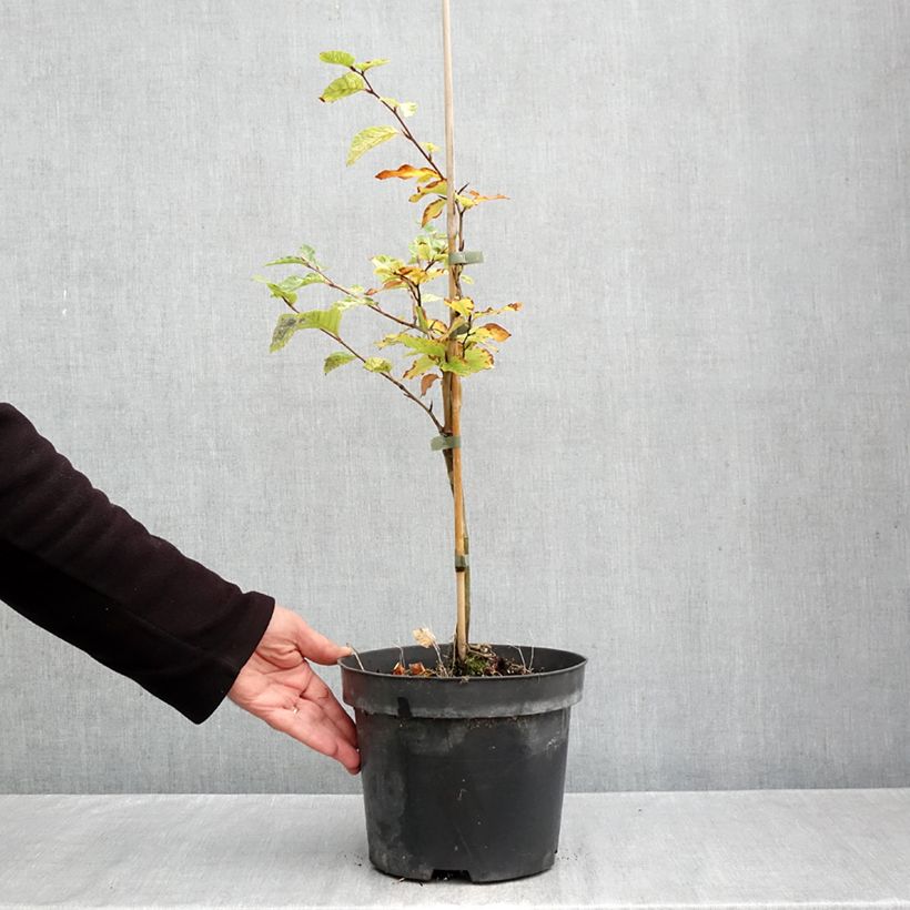 Exemplar von Rotbuche Franken - Fagus sylvatica Topf mit 4L/5L wie im Herbst geliefert