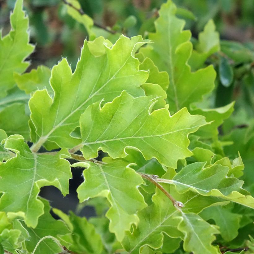 Rotbuche Interrupta - Fagus sylvatica (Foliage)