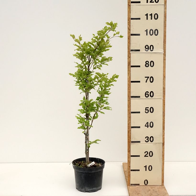 Example of Rotbuche Interrupta - Fagus sylvatica Topf mit 4L/5L as you get in printemps