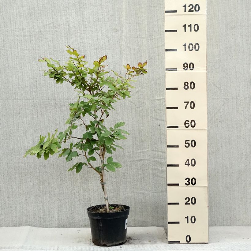 Example of Rotbuche Marmor Star - Fagus sylvatica Topf mit 4L/5L as you get in ete