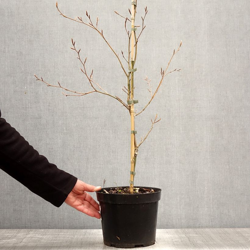 Exemplar von Rotbuche Marmor Star - Fagus sylvatica Topf mit 4L/5L wie im Frühjahr geliefert