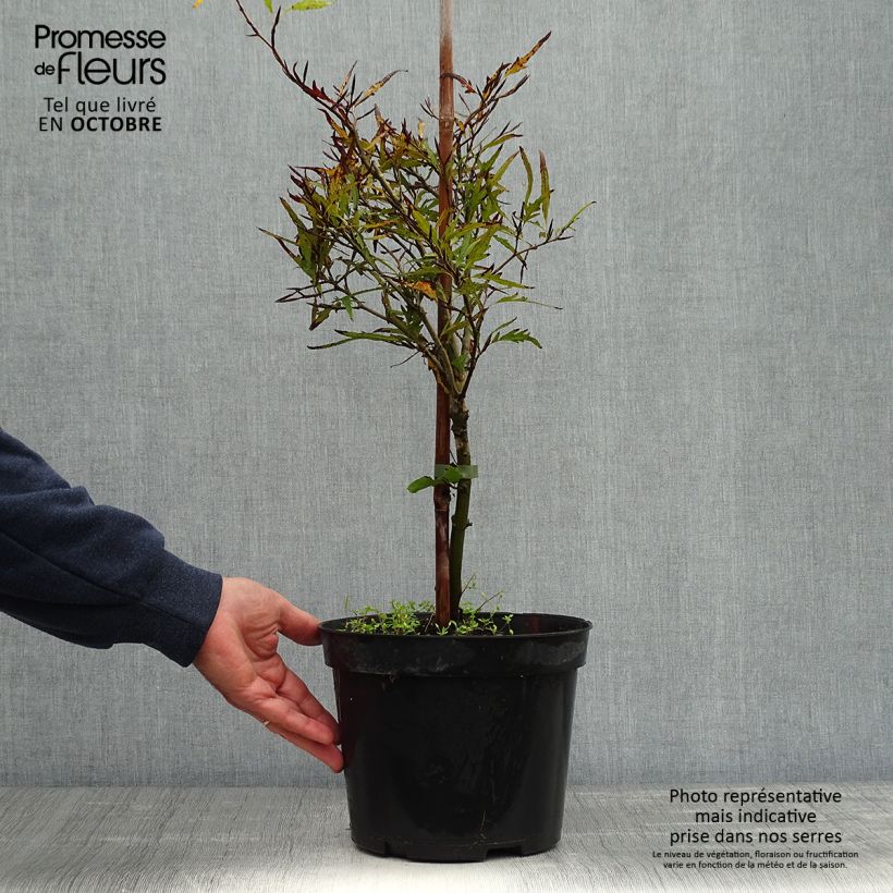 Example of Rotbuche Mercedes - Fagus sylvatica Topf mit 4L/5L as you get in automne
