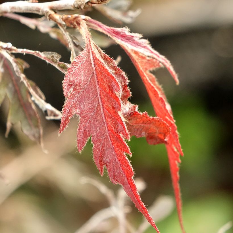 Rotbuche Midnight Feather - Fagus sylvatica (Foliage)