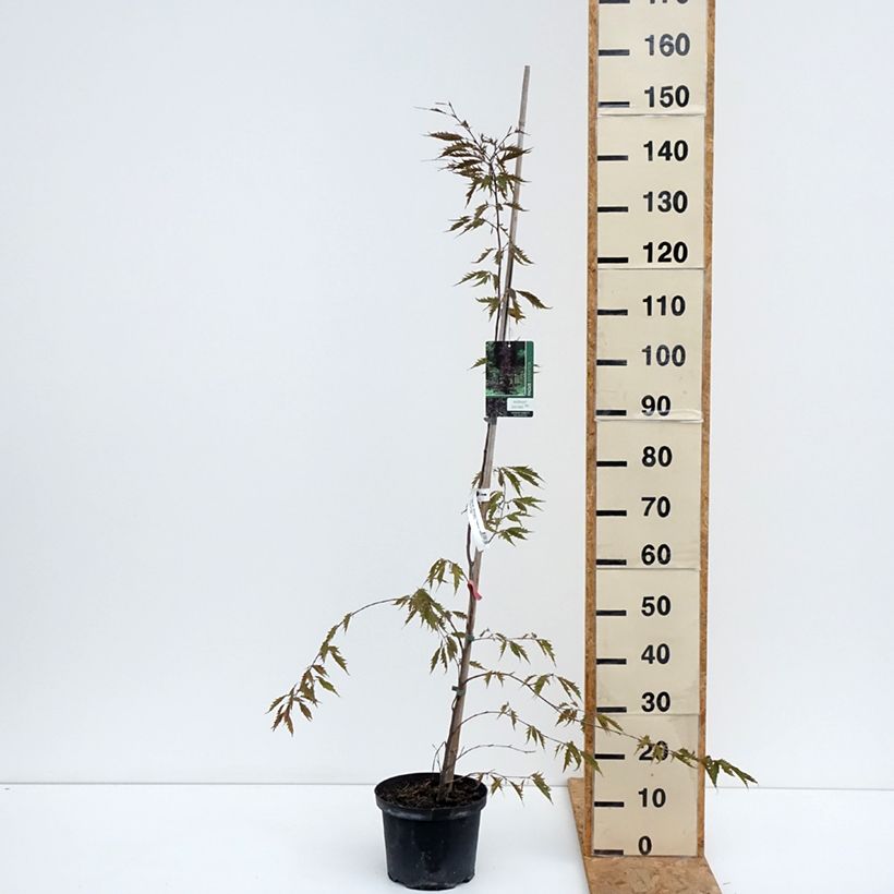 Example of Rotbuche Midnight Feather - Fagus sylvatica Topf mit 4L/5L as you get in ete