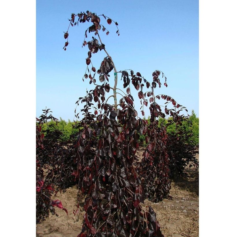 Rotbuche Purple Fountain - Fagus sylvatica (Plant habit)