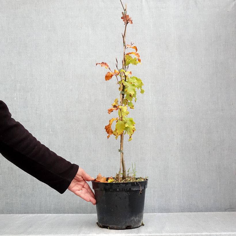 Exemplar von Rotbuche Rohan Gold - Fagus sylvatica Topf mit 4L/5L wie im Herbst geliefert