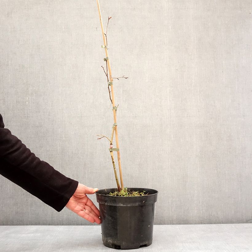 Example of Rotbuche Rohan Green Weeping - Fagus sylvatica Topf mit 4L/5L as you get in hiver