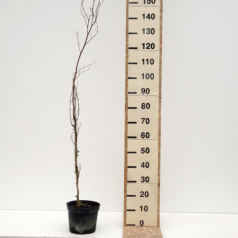 Example of Rotbuche Rohan Minaret - Fagus sylvatica Topf mit 4L/5L as you get in hiver