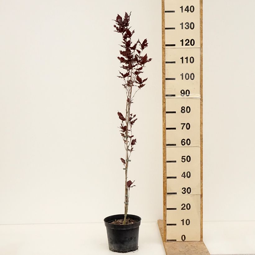 Exemplar von Rotbuche Rohan Minaret - Fagus sylvatica Topf mit 4L/5L wie im Frühjahr geliefert