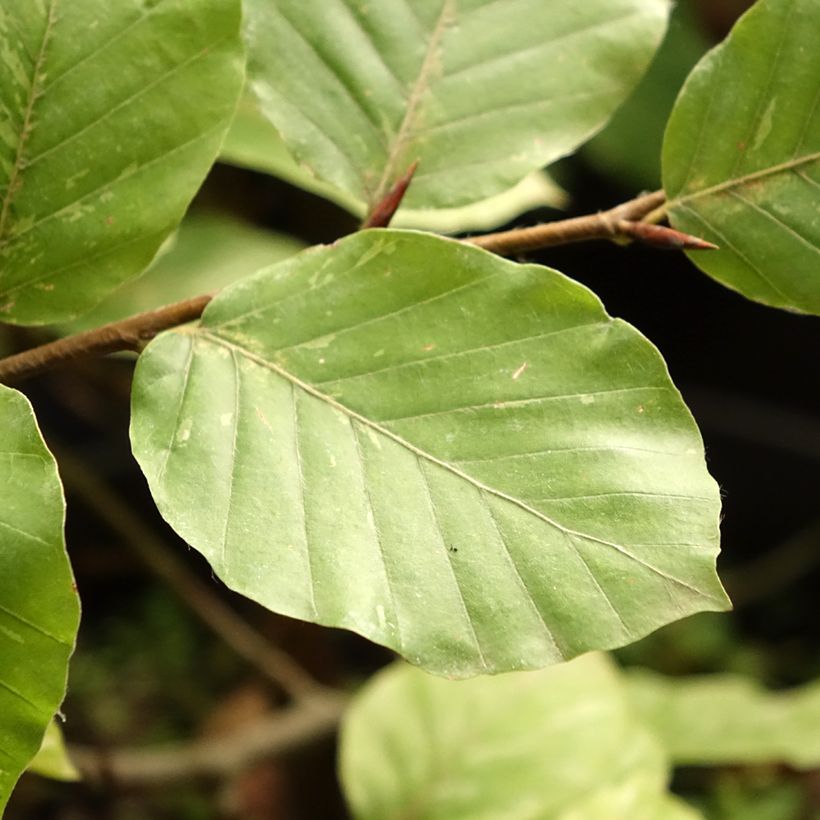 Rotbuche Rolf Marquardt - Fagus sylvatica (Foliage)
