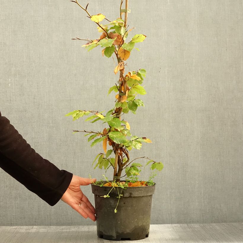 Example of Rotbuche Rolf Marquardt - Fagus sylvatica Topf mit 4L/5L as you get in automne