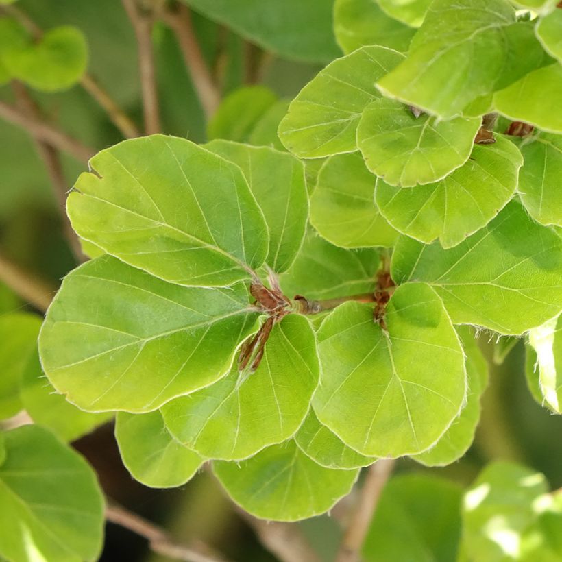 Rotbuche Rotundifolia - Fagus sylvatica (Foliage)
